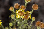 Coastal plain goldenaster